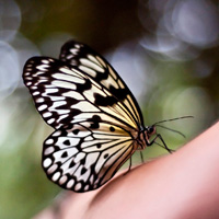 Schmetterling